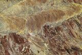 Polished Stromatolite (Jurusania) From Russia - Million Years #362937-1